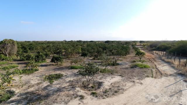 Terreno Con Producción Adulta De Naranja Huando, Único En Tumbes