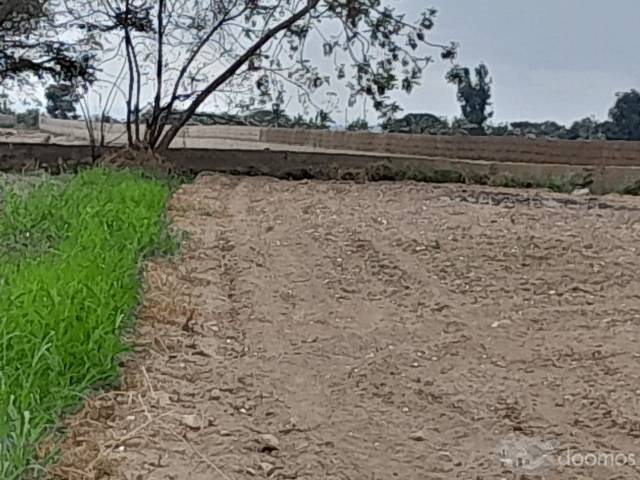 SE VENDE TERRENO AGRICOLA DE 7.8 HECTAREAS EL CARMEN - CHINCHA