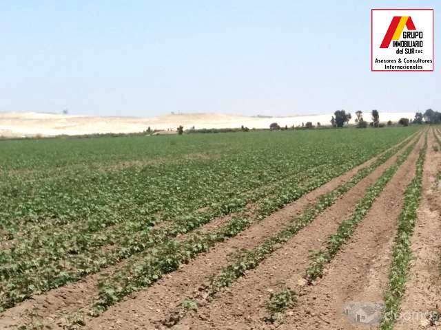 Venta de parcela de tierra agricola 4.58 has en Caucato-Pisco