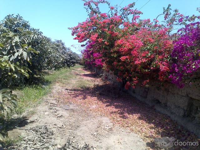 Terreno Chincha industrial o vivienda multifamiliar, o agroindustria, agrícola, condominio,$25 x m2(rebajado)